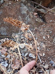 Pedicularis densiflora