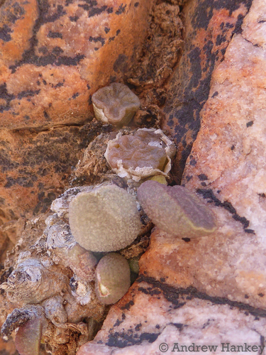 Conophytum angelicae