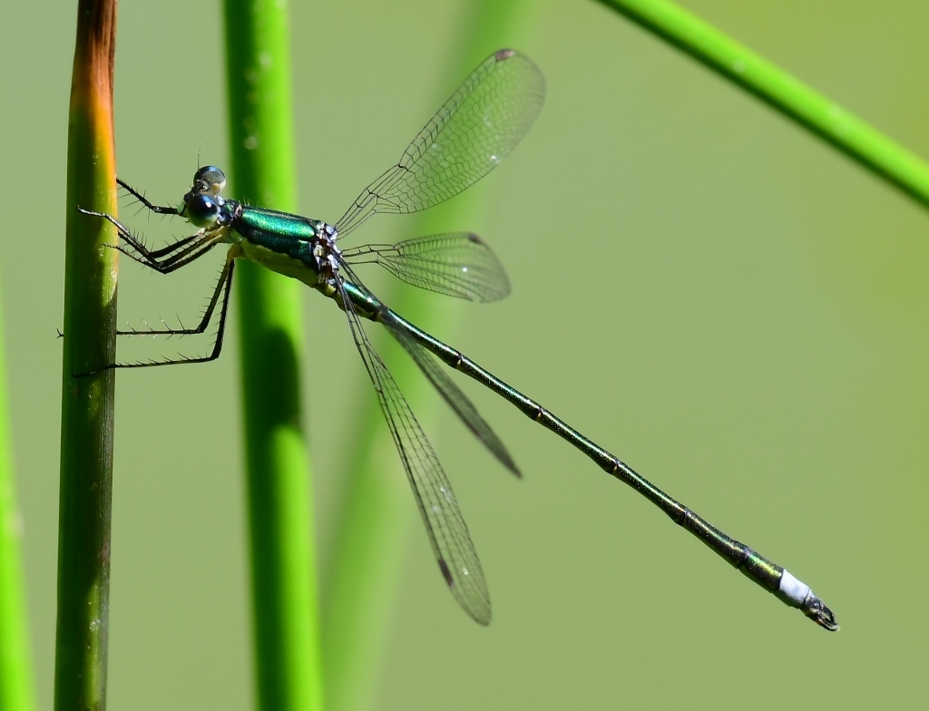 Elegant Spreadwing