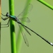 Elegant Spreadwing - Photo (c) roamingthewoods, some rights reserved (CC BY-NC), uploaded by roamingthewoods