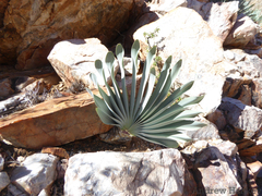 Boophone haemanthoides