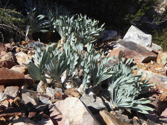 Boophone haemanthoides