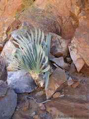 Boophone haemanthoides