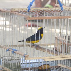Euphonia trinitatis