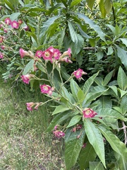 Nicotiana tomentosa