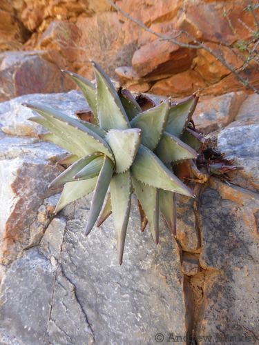 Aloe meyeri, photograph 2