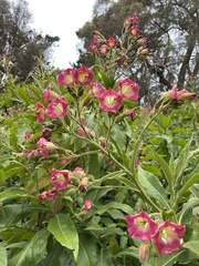 Nicotiana tomentosa