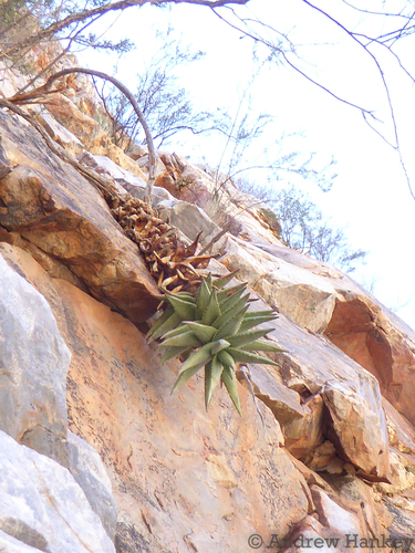 Aloe meyeri, photograph 3