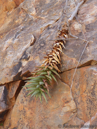 Aloe meyeri, photograph 4