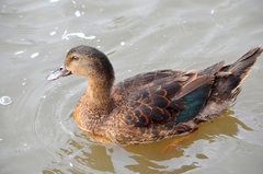 Anas platyrhynchos × Cairina moschata