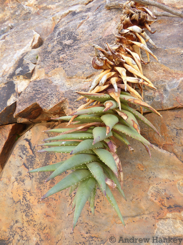Aloe meyeri, photograph 5