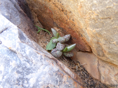 Adromischus filicaulis