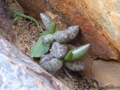 Adromischus filicaulis