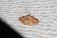 Homodes bracteigutta