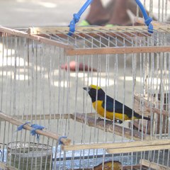 Euphonia trinitatis