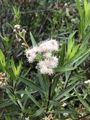 Baccharis salicifolia
