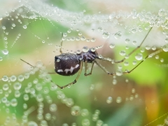 Microlinyphia sterilis