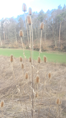 Dipsacus fullonum