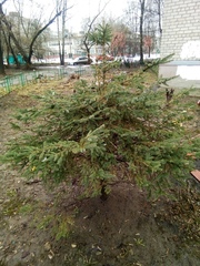 Picea abies