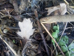 Quercus robur