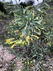 Nicotiana glauca