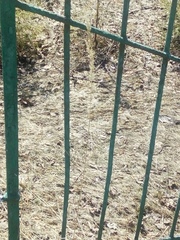 Calamagrostis epigejos