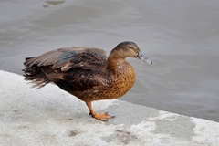 Anas platyrhynchos × Cairina moschata
