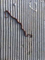 Chilabothrus striatus