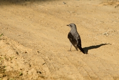 Muscipipra vetula