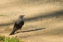 Muscipipra vetula