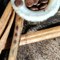 Entomobrya triangularis