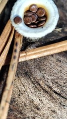 Entomobrya triangularis