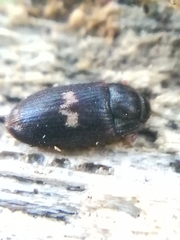 Biphyllus lunatus