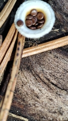 Entomobrya triangularis