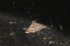 Hypospila bolinoides