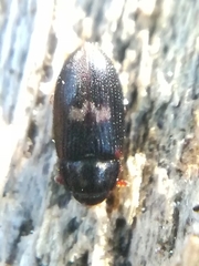 Biphyllus lunatus