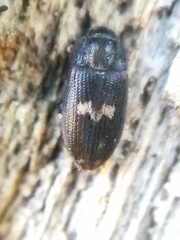 Biphyllus lunatus