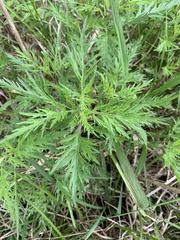Eupatorium × pinnatifidum