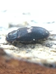 Biphyllus lunatus