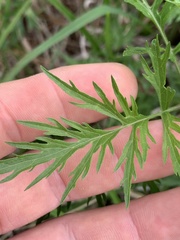 Eupatorium × pinnatifidum