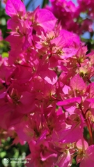 Bougainvillea