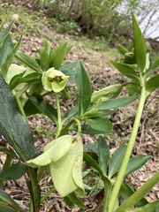 Helleborus viridis