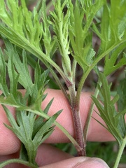 Eupatorium × pinnatifidum