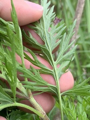 Eupatorium × pinnatifidum