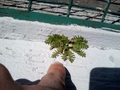 Capsella bursa-pastoris