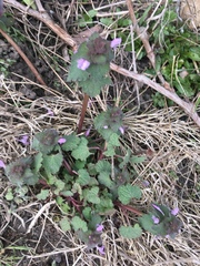 Lamium purpureum