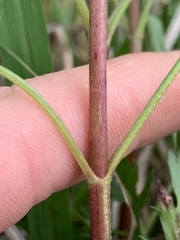 Eupatorium × pinnatifidum