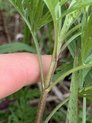 Eupatorium × pinnatifidum