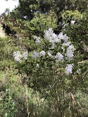 Ceanothus spinosus