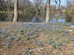 Scilla siberica